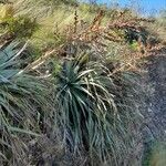 Puya spathacea habit picture by Trap Hers (cc-by-sa)