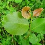 Scolopia zeyheri leaf picture by susan brown (cc-by-sa)