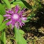 Centaurea nervosa flower picture by Giuliano Giacometti (cc-by-sa)