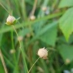 Linum leonii fruit picture by Charlotte Touet (cc-by-sa)