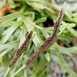 Asplenium septentrionale fruit picture by margarida vila (cc-by-sa)