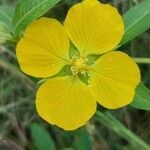 Ludwigia peruviana flower picture by Gonçalves da Cunha Lucas (cc-by-sa)