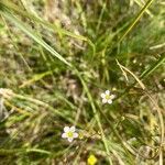 Linum catharticum flower picture by Filip Vrtiak (cc-by-sa)