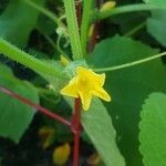 Cucumis sativus flower picture by ana ana (cc-by-sa)