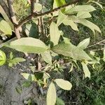 Osmanthus fragrans leaf picture by Kundan Kumar (cc-by-sa)