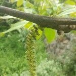 Juglans regia flower picture by Pedro Fernandez (cc-by-sa)