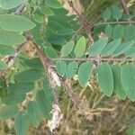 Robinia viscosa leaf picture by Alexander Baransky (cc-by-sa)