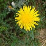 Sonchus arvensis flower picture by elliuonerg (cc-by-sa)