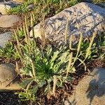 Plantago weldenii habit picture by Nicolas (cc-by-sa)