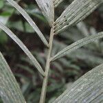 Reinhardtia latisecta fruit picture by Nelson Zamora Villalobos (cc-by-nc)