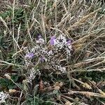 Limonium binervosum habit picture by Sans Attaches (cc-by-sa)