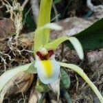 Maxillaria endresii flower picture by SINAC Pérez Greivin (cc-by-sa)