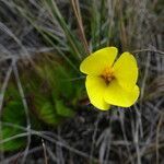 Castratella piloselloides flower picture by Fabien Anthelme (cc-by-sa)