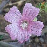 Malva hispanica flower picture by Monteiro Henrique (cc-by-sa)