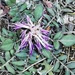 Centaurea raphanina flower picture by Angelos (cc-by-sa)