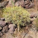 Euphorbia regis-jubae habit picture by Udo Herkommer (cc-by-sa)