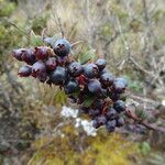 Vaccinium floribundum fruit picture by Fabien Anthelme (cc-by-sa)