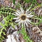 Carlina acaulis habit picture by Manuel Nieto (cc-by-sa)