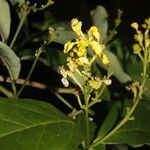 Bunchosia nitida flower picture by Nelson Zamora Villalobos (cc-by-nc)