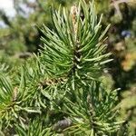 Pinus banksiana leaf picture by Dieter Albrecht (cc-by-sa)