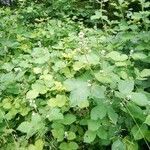 Rubus pruinosus habit picture by Dirk Warmsbach (cc-by-sa)