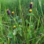 Trifolium spadiceum habit picture by Jean-Francois Julien (cc-by-sa)