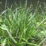 Carex otrubae habit picture by Edwin Schramm (cc-by-sa)