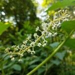 Phytolacca americana flower picture by Mary Halvorson (cc-by-sa)