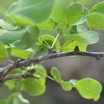 Haematoxylum brasiletto leaf picture by Nelson Zamora Villalobos (cc-by-nc)