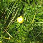 Trollius europaeus flower picture by Gabriella (cc-by-sa)