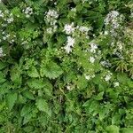 Symphyotrichum cordifolium habit picture by Misty Thompson (cc-by-sa)