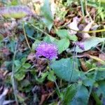 Knautia dipsacifolia flower picture by Michael Andresek (cc-by-sa)