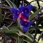 Tillandsia aeranthos flower picture by Rodrigo Pampin (cc-by-sa)