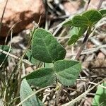 Rhynchosia senna leaf picture by Trap Hers (cc-by-sa)