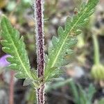 Cleonia lusitanica leaf picture by Centeno Juan D (cc-by-sa)