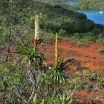 Dracophyllum verticillatum habit picture by Richard Chesher (cc-by-sa)