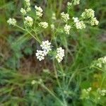 Galium glaucum flower picture by Clauss Ursula (cc-by-sa)