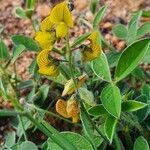 Crotalaria chrysochlora flower picture by susan brown (cc-by-sa)