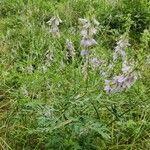 Galega officinalis flower picture by Michael PASQUET (cc-by-sa)