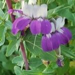 Collinsia heterophylla flower picture by James James (cc-by-sa)