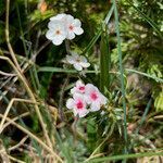 Androsace villosa habit picture by Fabien Anthelme (cc-by-sa)