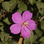 Heterotis rotundifolia flower picture by Nelson Zamora Villalobos (cc-by-nc)