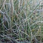 Festuca eskia habit picture by Yoan MARTIN (cc-by-sa)