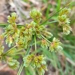 Cyperus surinamensis fruit picture by Trap Hers (cc-by-sa)