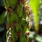 Gymnadenia conopsea fruit picture by Francois Mansour (cc-by-sa)