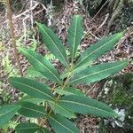 Cossinia pinnata leaf picture by Hugo SANTACREU (cc-by-sa)