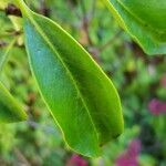 Kalmia angustifolia leaf picture by Thorsten Simon (cc-by-sa)