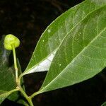 Gymnanthes riparia fruit picture by Nelson Zamora Villalobos (cc-by-nc)