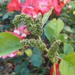 Amaranthus blitum fruit picture by Gabriel Alves (cc-by-sa)