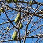 Ceiba speciosa fruit picture by L.M. Capelatto Lívia (cc-by-sa)